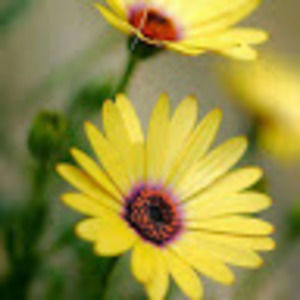 Meet your Posher, Rita